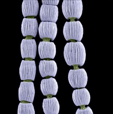 22 Pyralidae.jpg.jpg